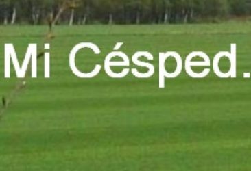Mi césped
